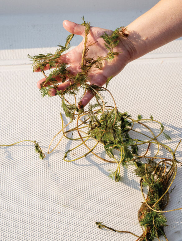 a clump of Eurasian milfoil pulled from the waters of Cobbesseecontee Lake