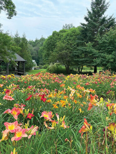 The Maine Daylily Society bed at Merryspring Nature Center