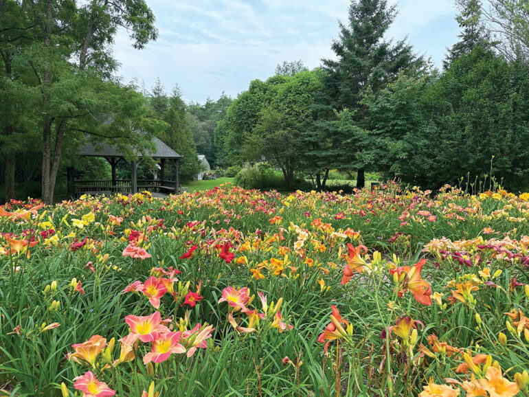 The Maine Daylily Society bed at Merryspring Nature Center
