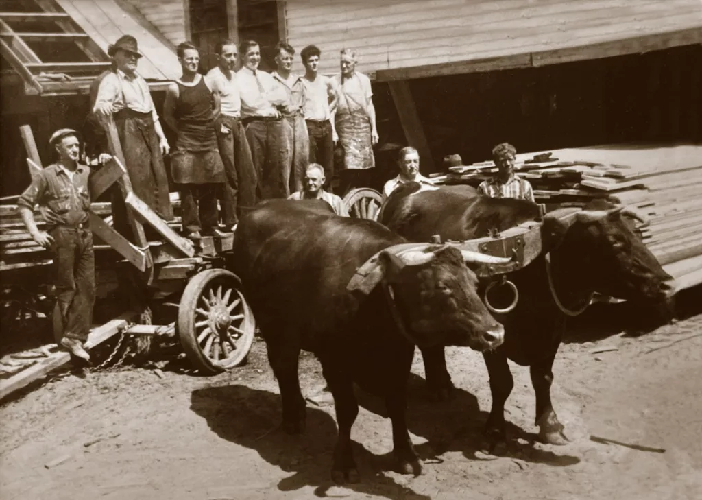 Hancock Lumber employees delivering a load of lumber by ox-drawn wagon