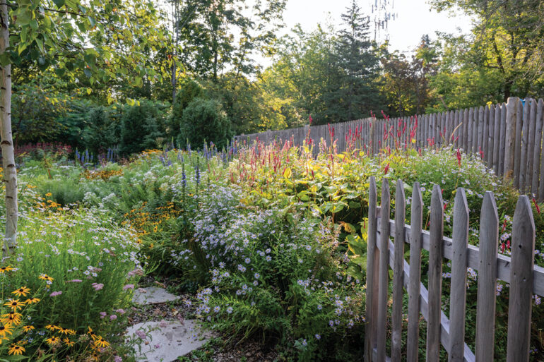 asters, black-eyed Susans, lobelias, and mountain fleece crowd a stone path in landscaper James McCain's South Portland backyard
