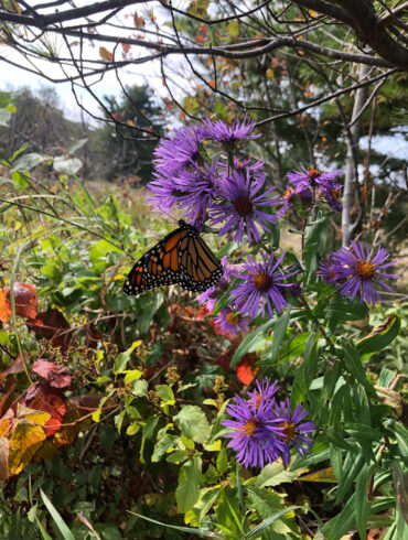 a monarch butterfly feeding on the pollen of a New England aster