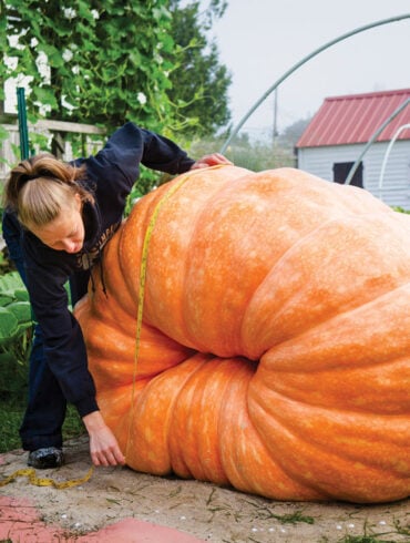 Sarah Whitty measures her prized jumbo pumpkin, Martha Stewart.