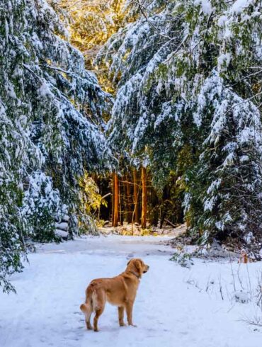 a dog walking on a snowy path at Cumberland’s Twin Brook Recreation Area