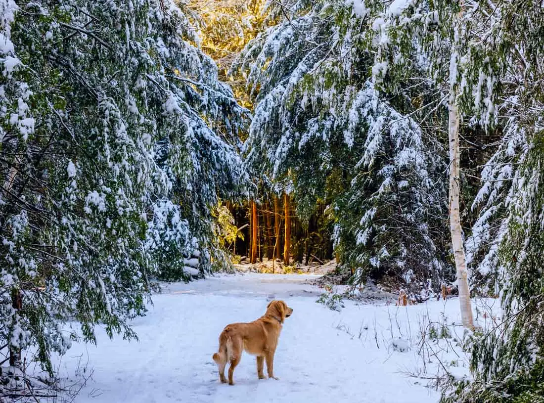 a dog walking on a snowy path at Cumberland’s Twin Brook Recreation Area