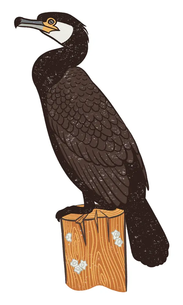 Great Cormorant