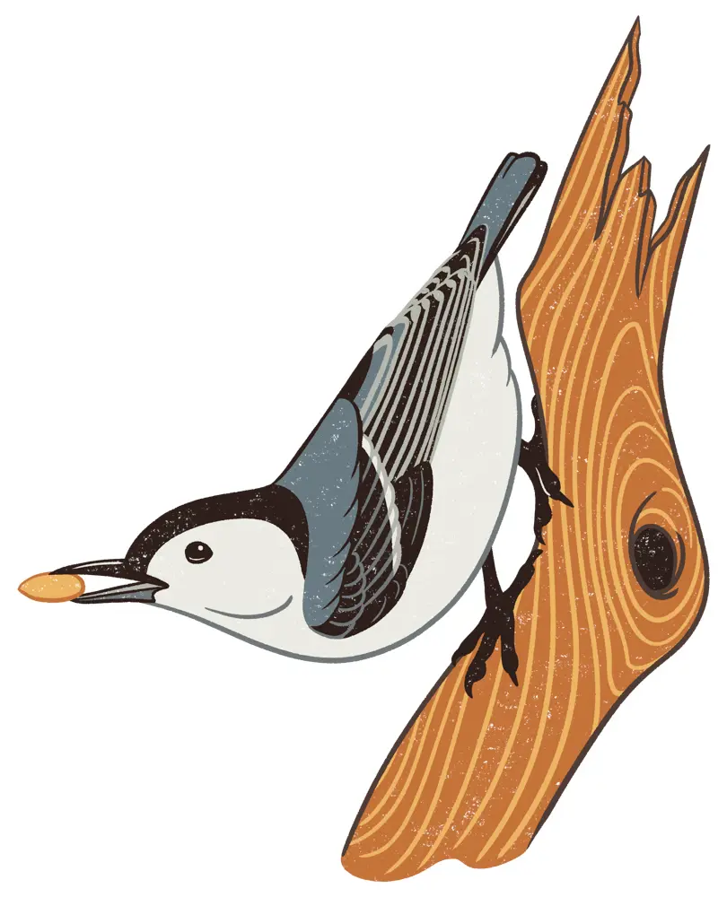 White-Breasted Nuthatch