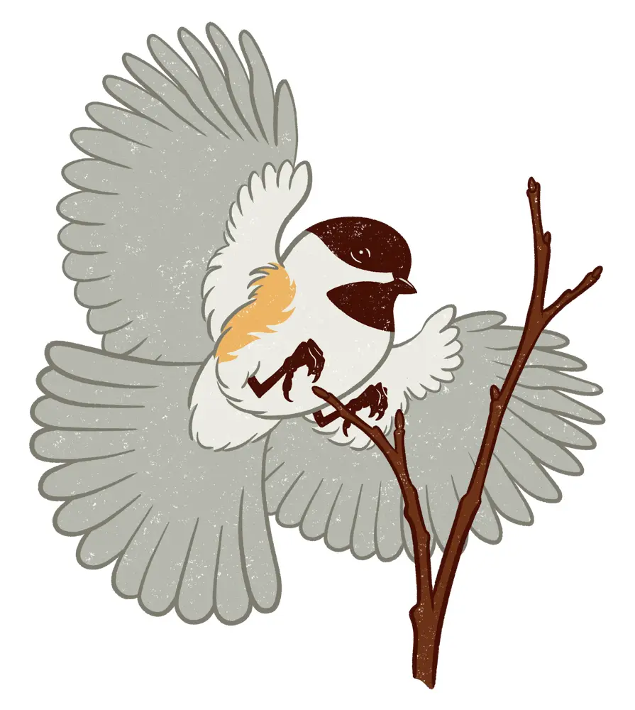 Black-Capped Chickadee