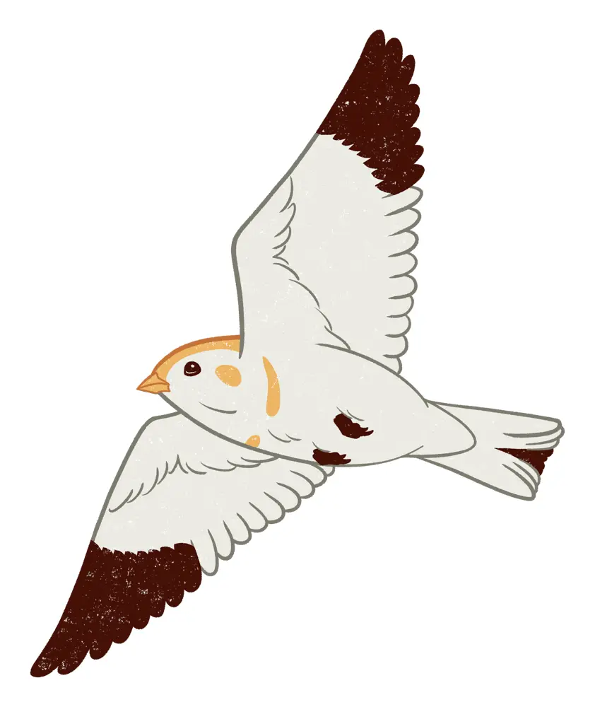 snow bunting