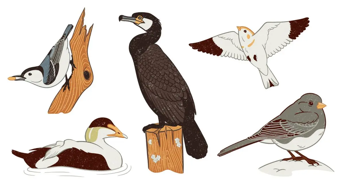 Winter Birding in Maine