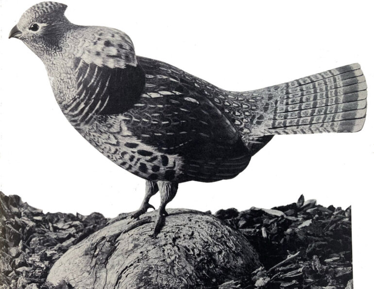 Ruffed Grouse, carved by Wendell Gilley