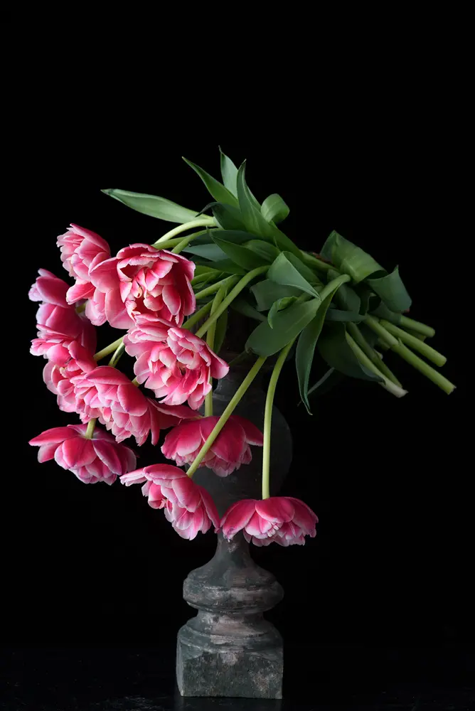 tulip ‘Columbus’ 