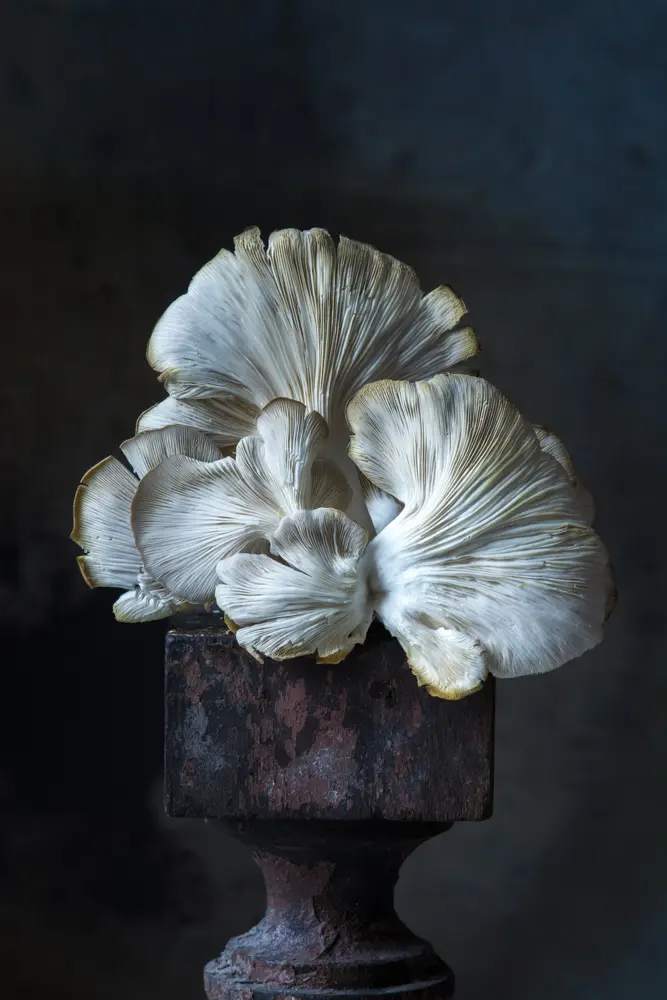 Portrait of Italian oyster mushrooms