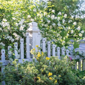 a curtain of lilac, mock orange, and sour-cherry blossoms buffers Ellen Jackson's Farmingdale home from a busy roadway