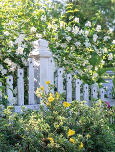 a curtain of lilac, mock orange, and sour-cherry blossoms buffers Ellen Jackson's Farmingdale home from a busy roadway