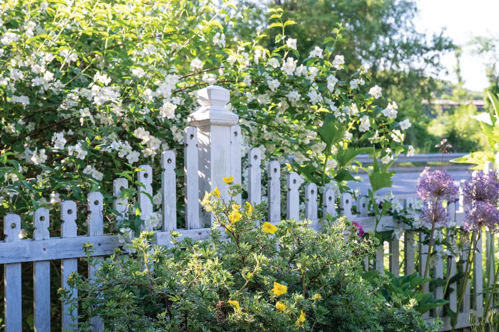 a curtain of lilac, mock orange, and sour-cherry blossoms buffers Ellen Jackson's Farmingdale home from a busy roadway