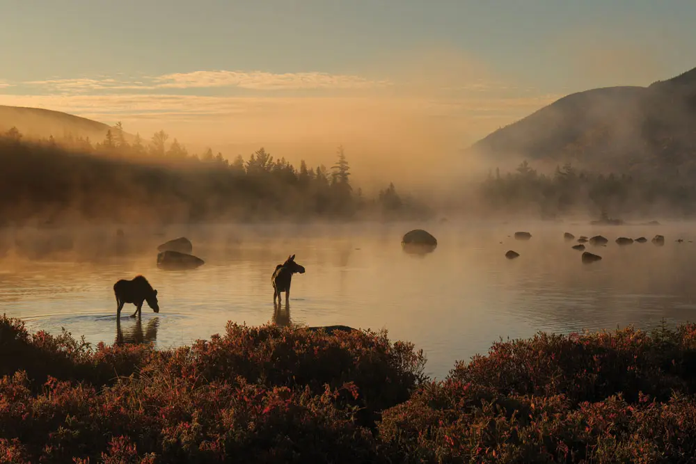 two moose standing in a pond