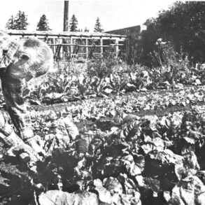 Scott Nearing working in the lettuce bed.