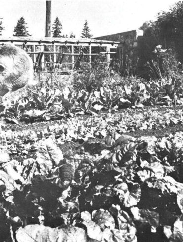 Scott Nearing working in the lettuce bed.