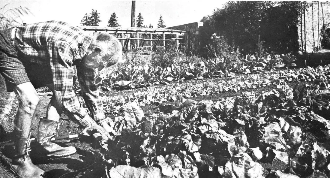 Scott Nearing working in the lettuce bed.