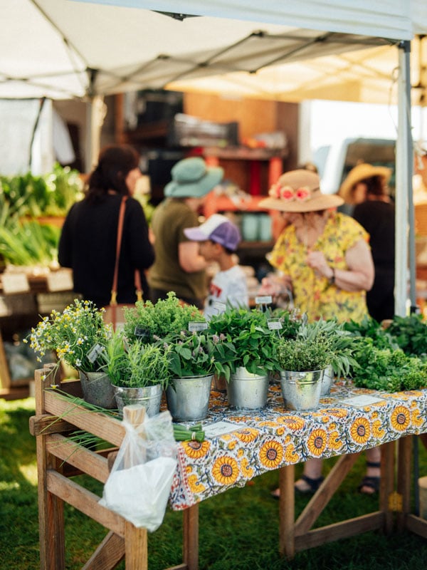 people shopping at a Maine farmers market